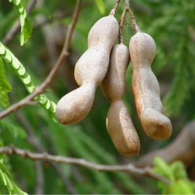 7 Health Benefits of Yummy DESi Tamarind